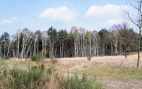 Wallpaper Wahner Heide